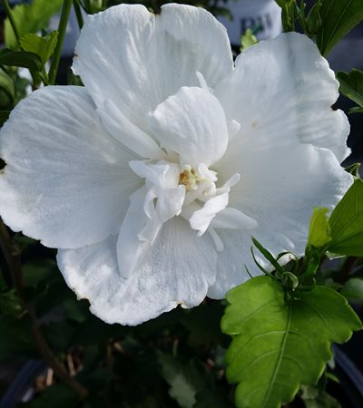 Rose of Sharon White Chiffon®
